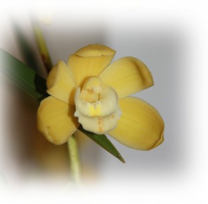 orchidee_ copy